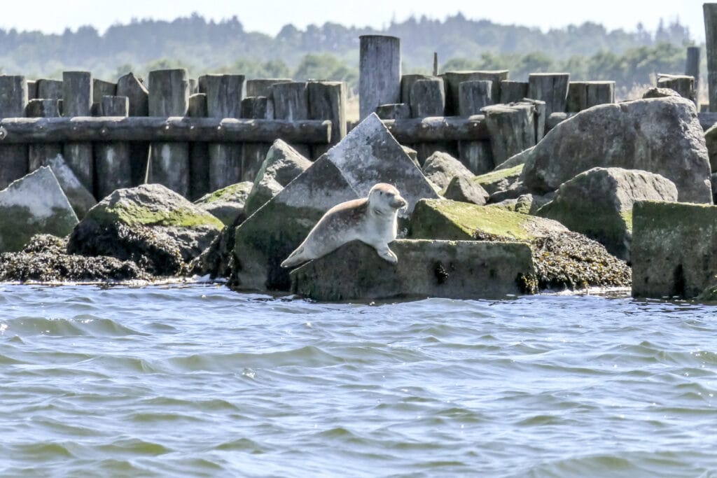 Kanaløen rundt se sæler